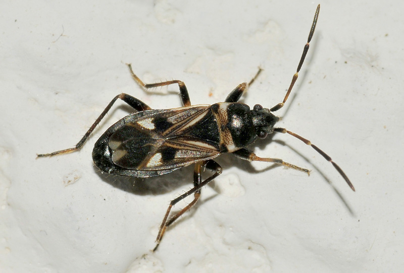 Lygaeidae: Raglius alboacuminatus di Toano (RE)